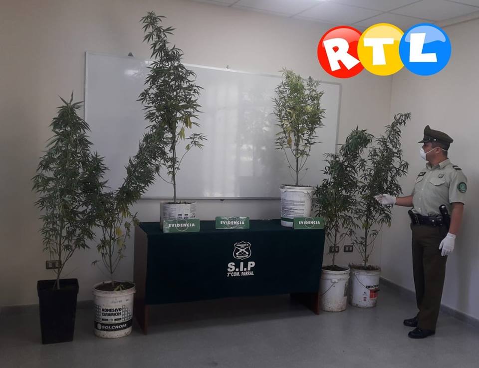 #Parral Carabineros Incauta plantas de Marihuana desde un Domicilio