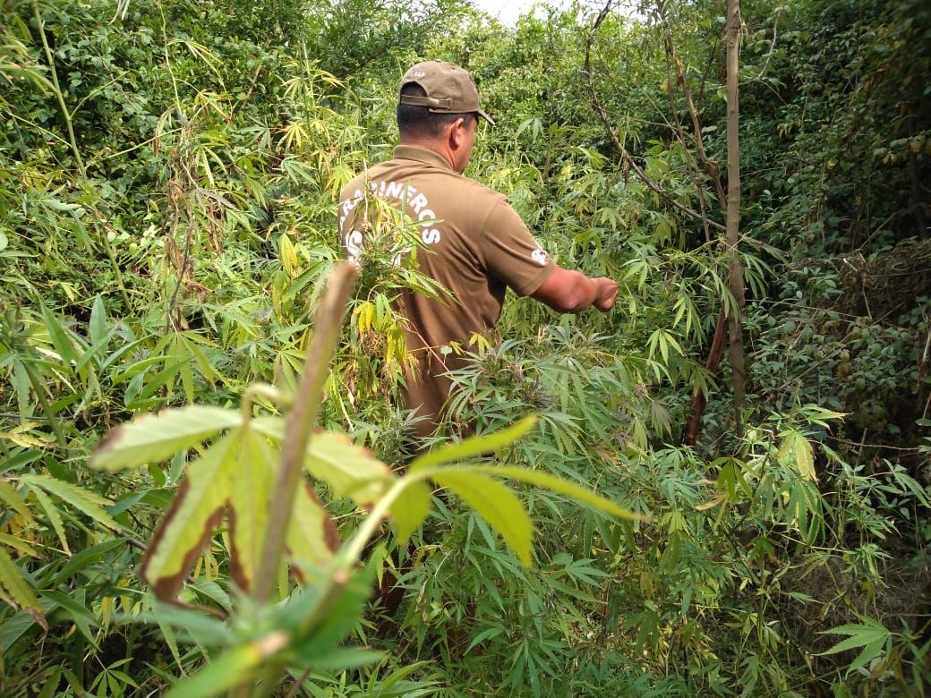 CARABINEROS ENCUENTRA 50 PLANTAS DE MARIHUANA OCULTAS EN UN PREDIO AGRÍCOLA EN SAN JAVIER.