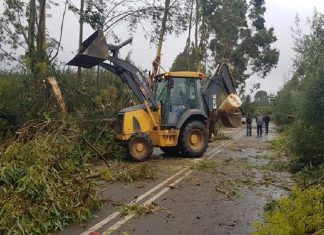 Tromba marina derribó árboles y bloqueó rutas en Chanco