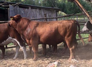 SE DESBARATA MATADERO CLANDESTINO EN COLBÚN.