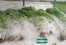 CARABINEROS DETUVO A UN SUJETO POR INFRACCIÓN A LA LEY DE DROGAS EN YERBAS BUENAS.