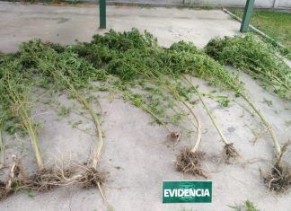 CARABINEROS DETUVO A UN SUJETO POR INFRACCIÓN A LA LEY DE DROGAS EN YERBAS BUENAS.